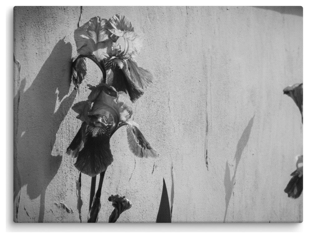 Iris on Wall Black and White Floral Nature Photo Canvas Wall Art Print, 12" X 16"