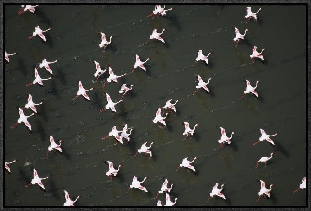 Lesser Flamingo Flock Taking Flight From The Surface Of A Lake, Kenya, 24"x16"