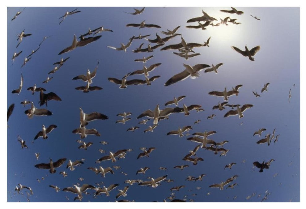 "Western Gulls flying, North America" Paper Print by Tim Fitzharris, 50"x34"
