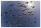 "Western Gulls flying, North America" Paper Print by Tim Fitzharris, 50"x34"