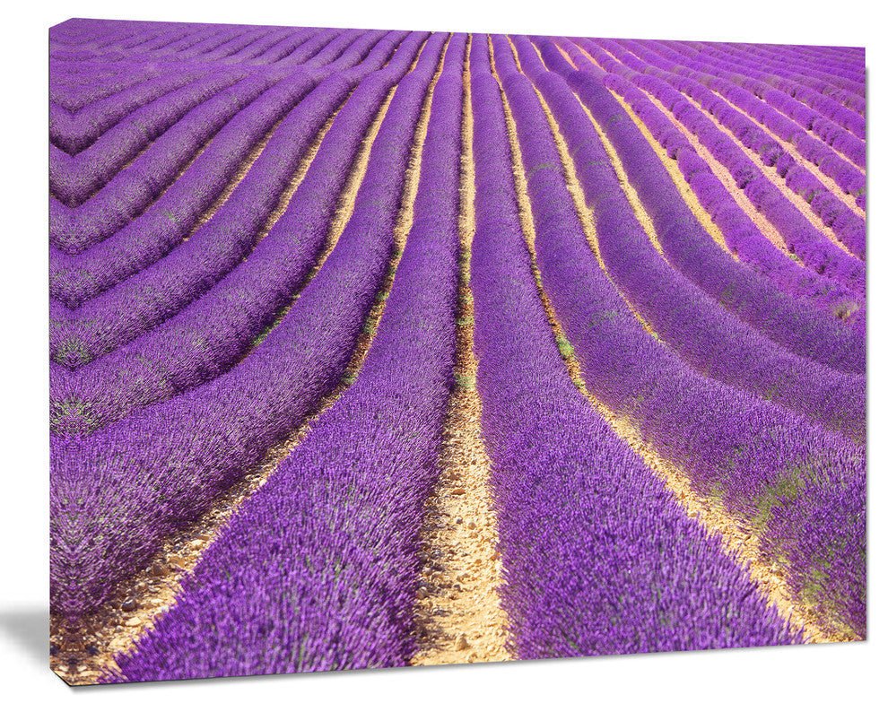 Beautiful Pattern of Blooming Lavender, Large Flower Canvas Wall Art, 20"x12"