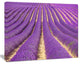 Beautiful Pattern of Blooming Lavender, Large Flower Canvas Wall Art, 20"x12"