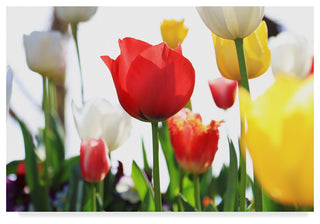 Incredi 'Red White And Yellow' Canvas Art, 19"x12"