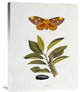 "The Natural History of The Rarer Lepidopterous Insects of Georgia 1794" Artwork
