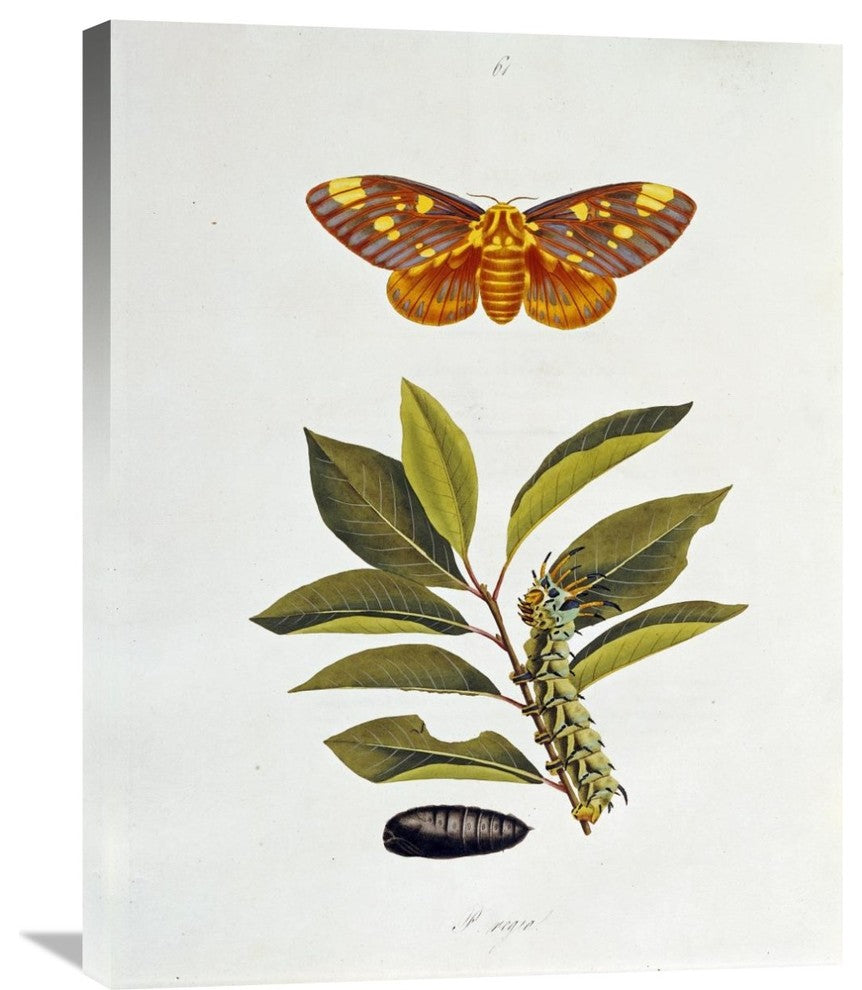 "The Natural History of The Rarer Lepidopterous Insects of Georgia 1794" Artwork