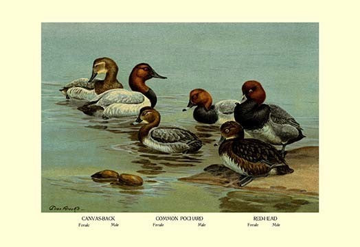 Canvas-Back, Common Pochard and Red-Head Ducks- Fine Art Giclee Print 24" x 36"
