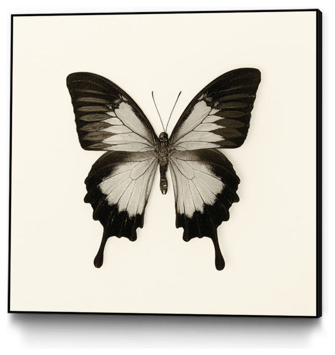 "Butterfly Iii Bw Crop" Art Block Framed Canvas, 20"x20"