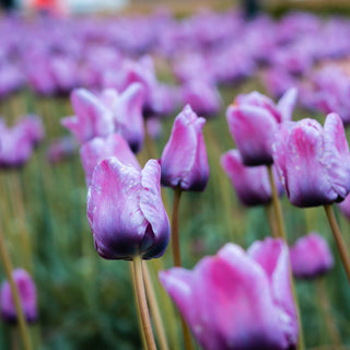 Baby Blue Flower Bulb Spring Collection, 40 Bulbs