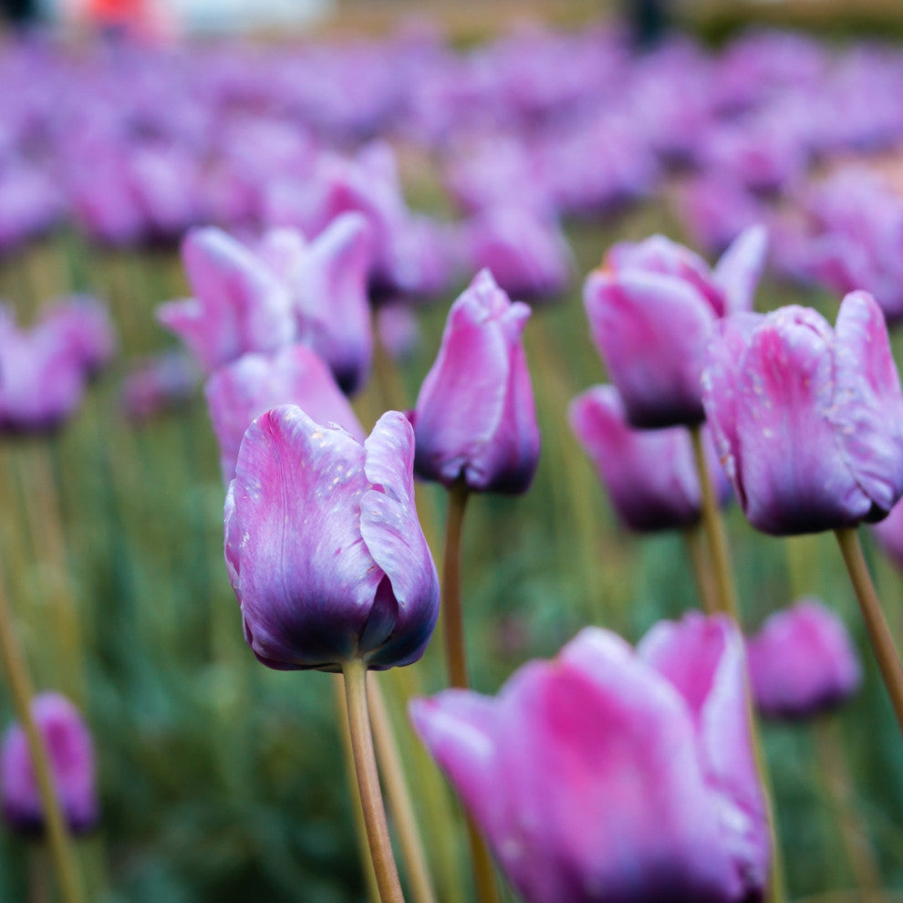 Baby Blue Flower Bulb Spring Collection, 40 Bulbs