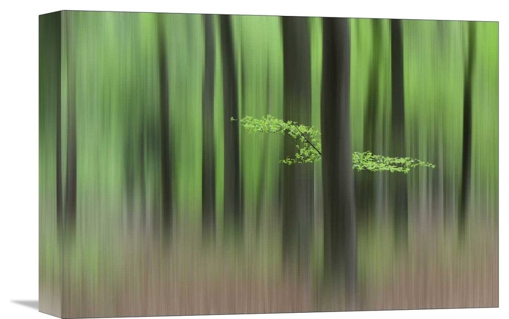 "Spring Morning" Stretched Canvas Giclee by Huib Limberg, 16"x11"