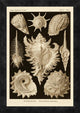 Haeckel Nature Illustrations: Gastropods - Sepia Tint, 14"X20"