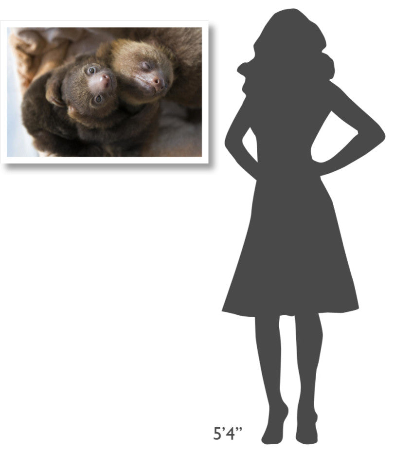 "Hoffmann's 2-toed Sloth babies, Aviarios Sloth Sanctuary" Paper Art, 32"x22"