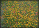 Paintbrush and Coreopsis Meadow, Hill Country, Texas, 32"x24"