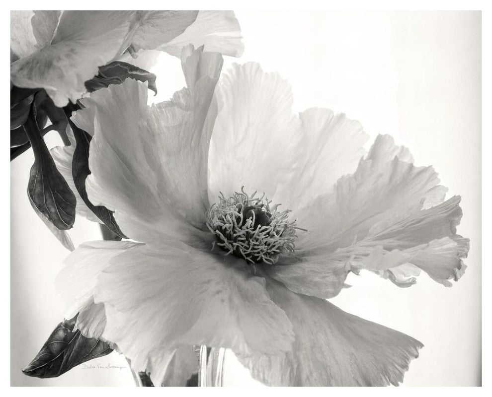 "Translucent Peony VI - BW" Digital Paper Print by Debra Van Swearingen, 26"x22"