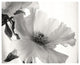 "Translucent Peony VI - BW" Digital Paper Print by Debra Van Swearingen, 26"x22"