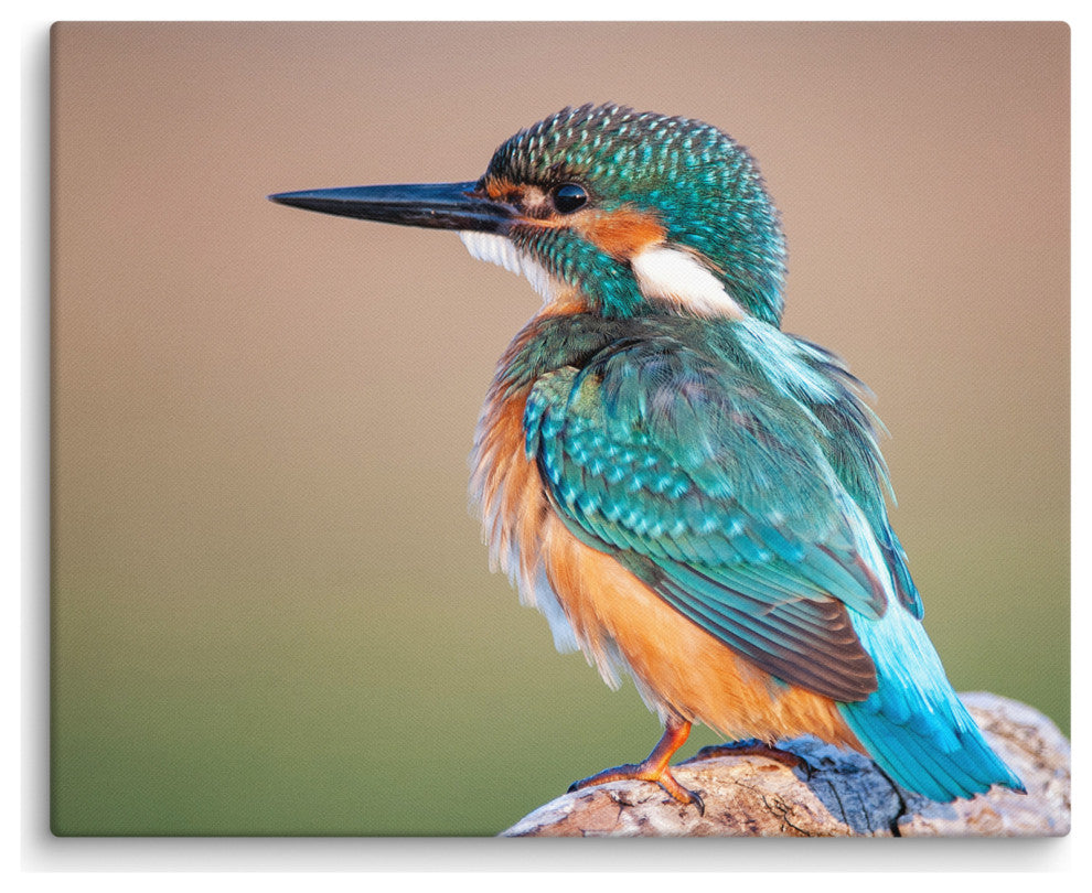 Common Kingfisher Bird on Perch Animal Wildlife Photograph Canvas Wall Art Print, 16" X 20"