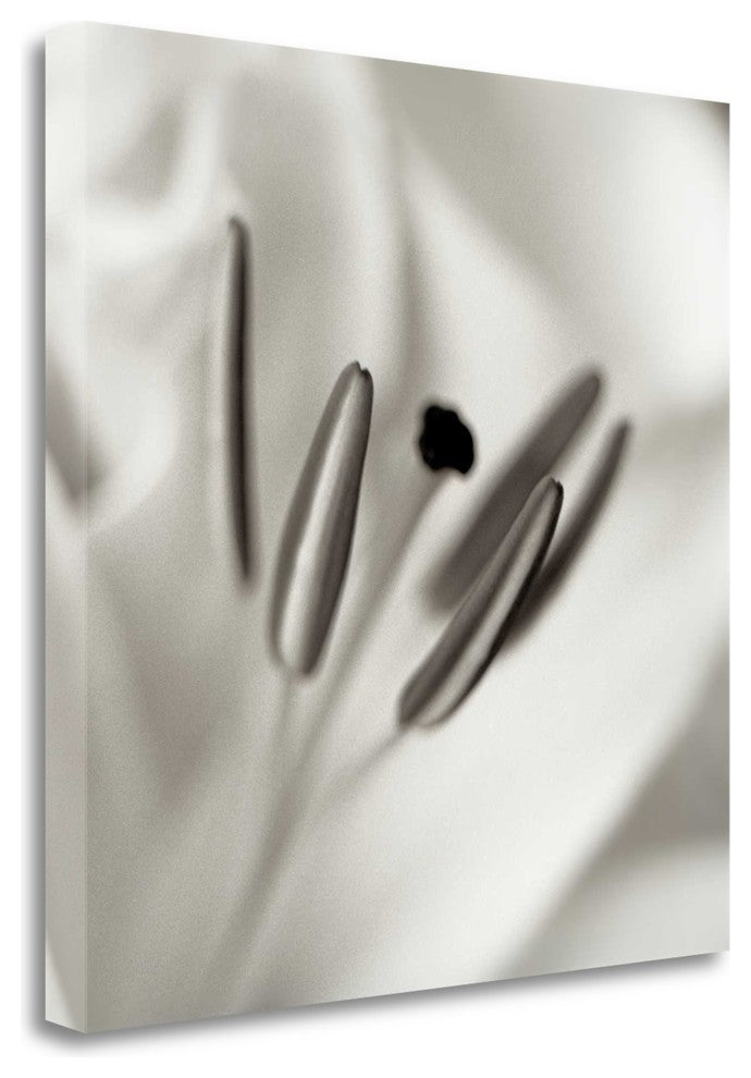 "Florison - 52" By Alan Blaustein, Giclee Print on Gallery Wrap Canvas