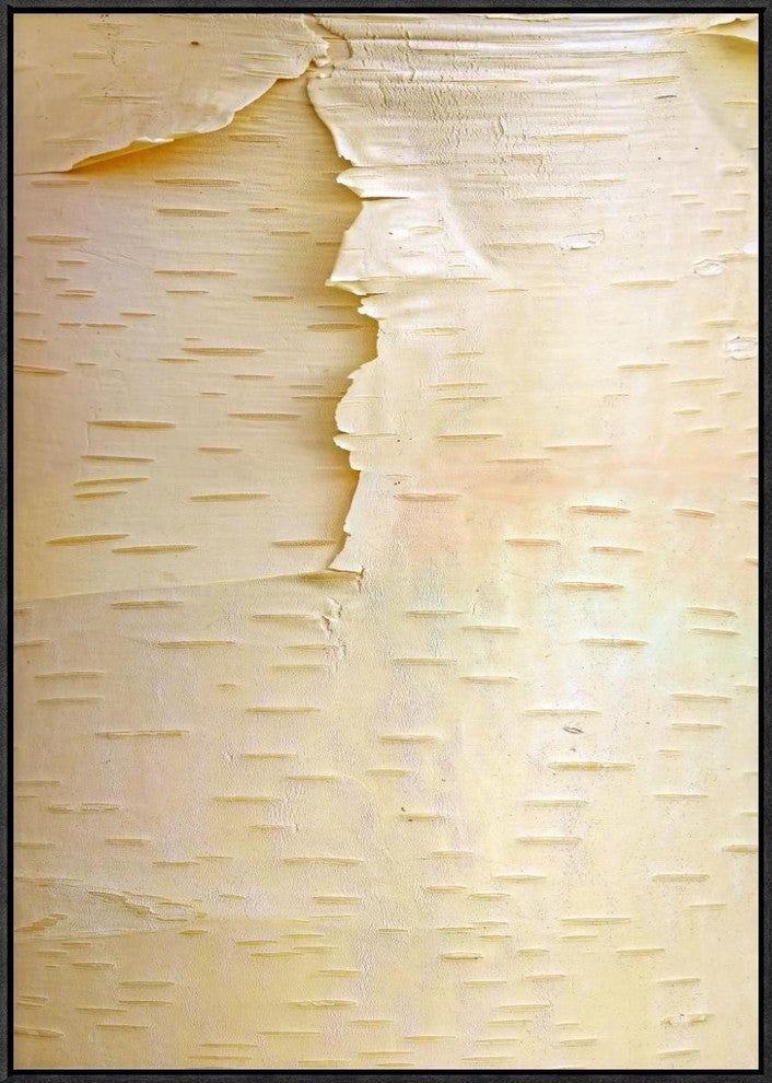 "Birch close up of tree trunk, North America"  by Tim Fitzharris, 22x31"
