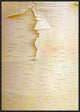 "Birch close up of tree trunk, North America"  by Tim Fitzharris, 22x31"