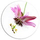 Passiflora Flower Over White, Animal Round Wall Art, 23"