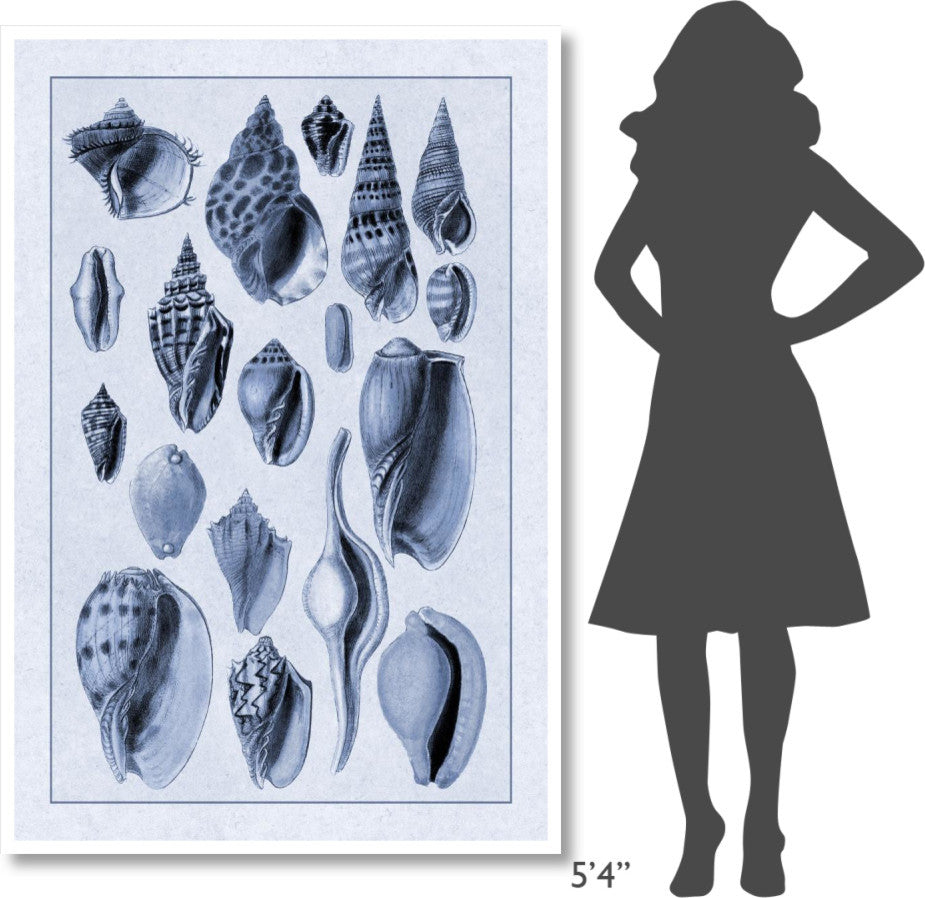 "Shells: Trachelipoda #6 (Blue)" Digital Paper Print by G.B. Sowerby, 42"x62"