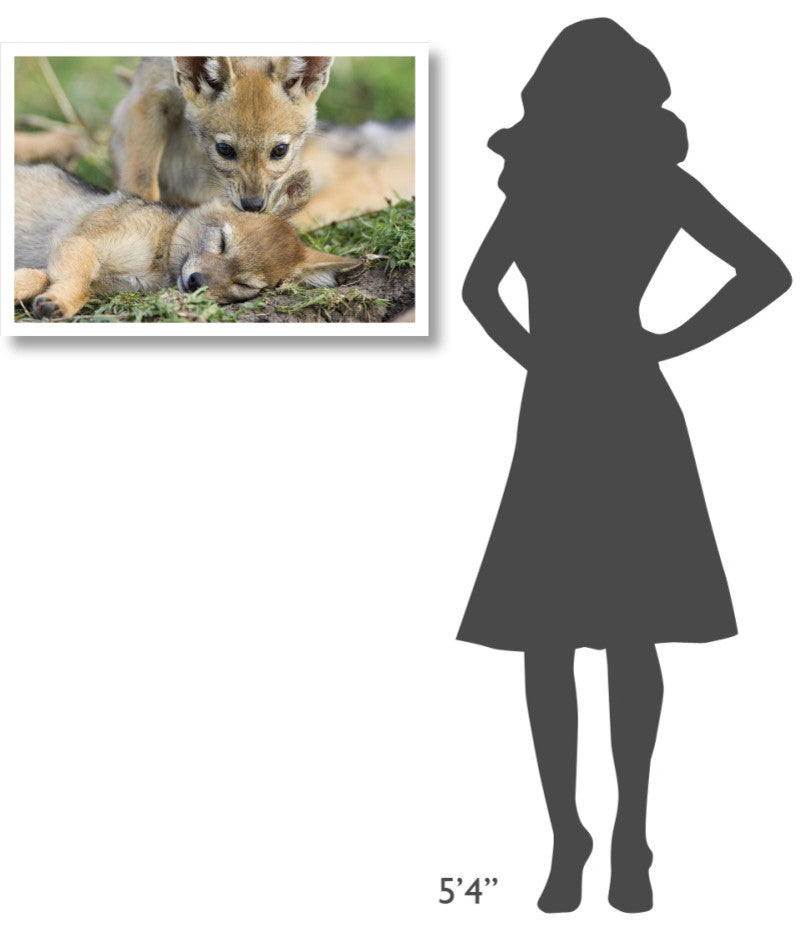 "Black-backed Jackal pups, 6 weeks old, playing, Masai Mara" Paper Art, 32"x22"