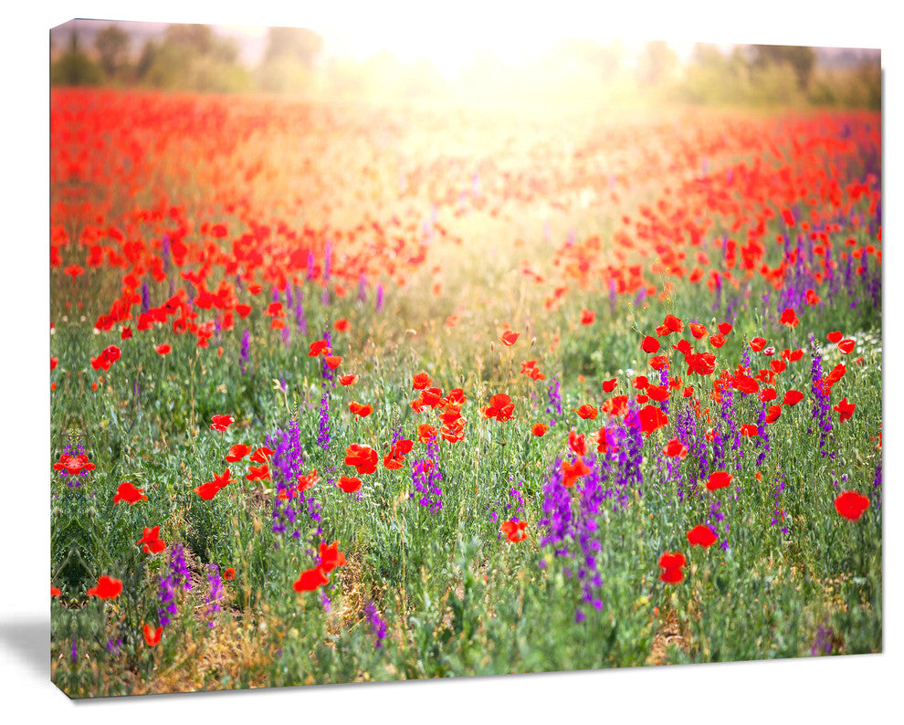 Expansive Poppy Field At Sunset, Floral Canvas Art Print, 20"x12"