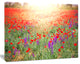 Expansive Poppy Field At Sunset, Floral Canvas Art Print, 20"x12"
