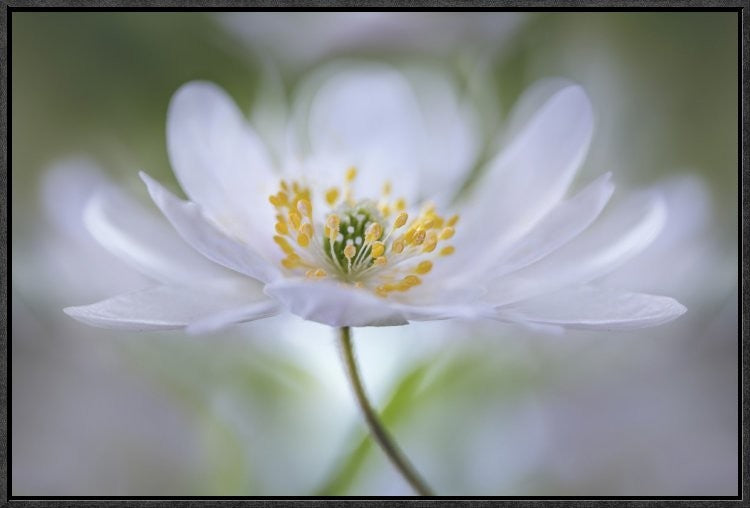 "Nemorosa Nirvana" Framed Canvas Giclee by Mandy Disher, 25x17"