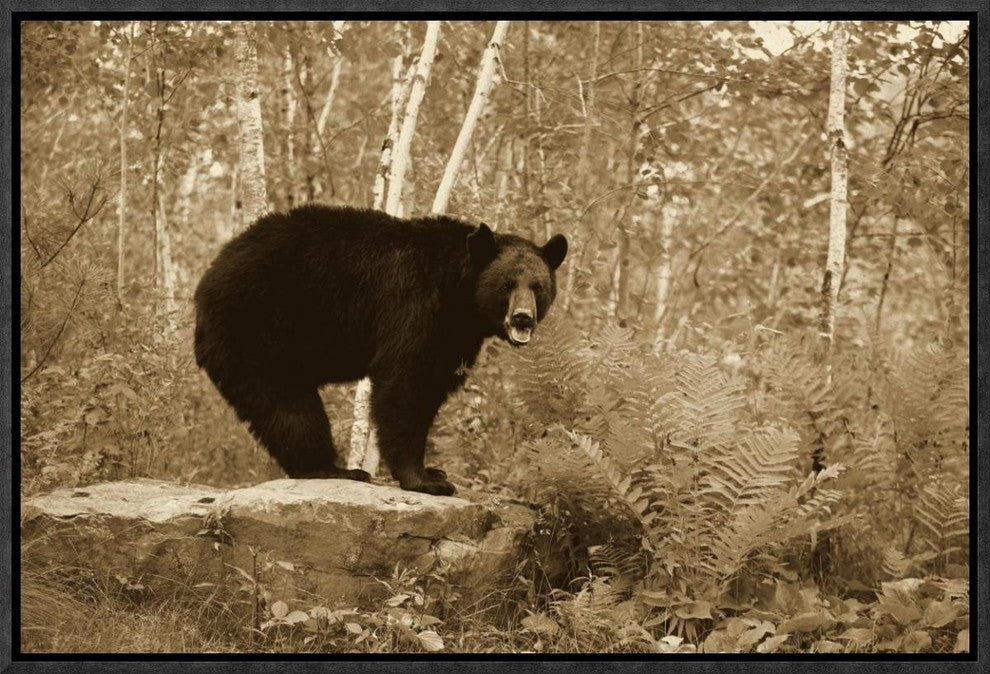 Black Bear Adult, Standing On Rock In Woodland, Minnesota, 18"x12"