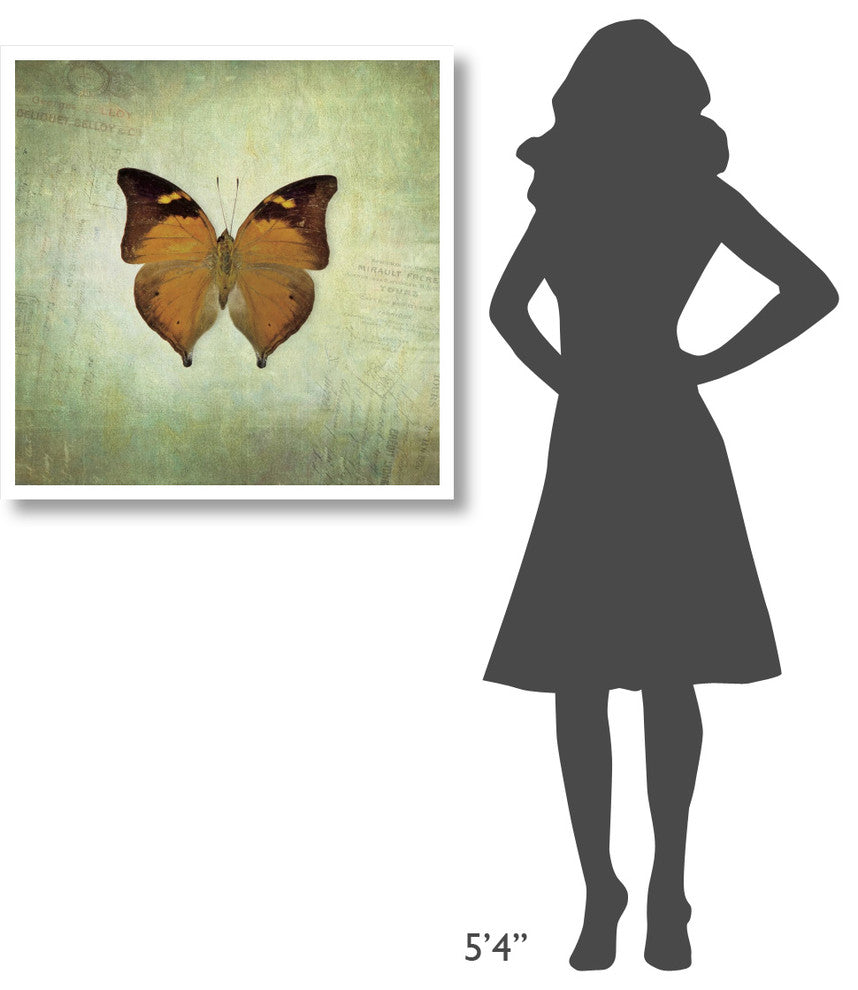"French Butterfly VII" Digital Paper Print by Debra Van Swearingen, 32"x32"