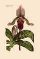Orchid: Cypripedium Lucie - Fine Art Giclee Print 24" x 36"