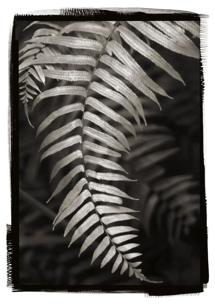 "Fern II v2" Digital Paper Print by Debra Van Swearingen, 23"x32"