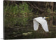 "Great White Egret" Wrapped Canvas Art Print, 24"x16"x1.5"