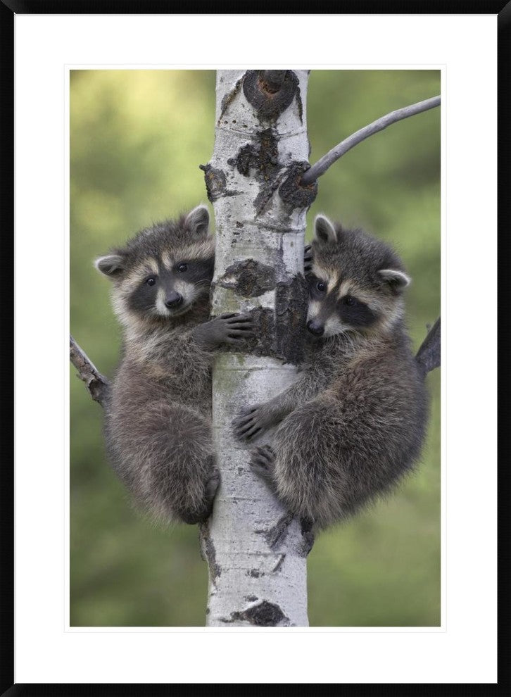 "Raccoon two babies climbing tree, North America"  by Tim Fitzharris, 28x38"
