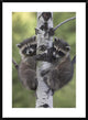 "Raccoon two babies climbing tree, North America"  by Tim Fitzharris, 28x38"