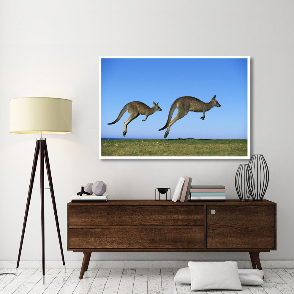"Eastern Grey Kangaroo adults hopping, Murramarang NP" Paper Art, 62"x42"
