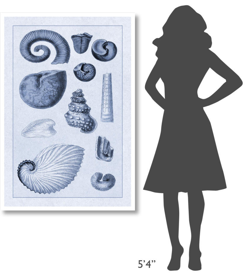 "Shells: Ammonacea (Blue)" Digital Paper Print by G.B. Sowerby, 34"x50"