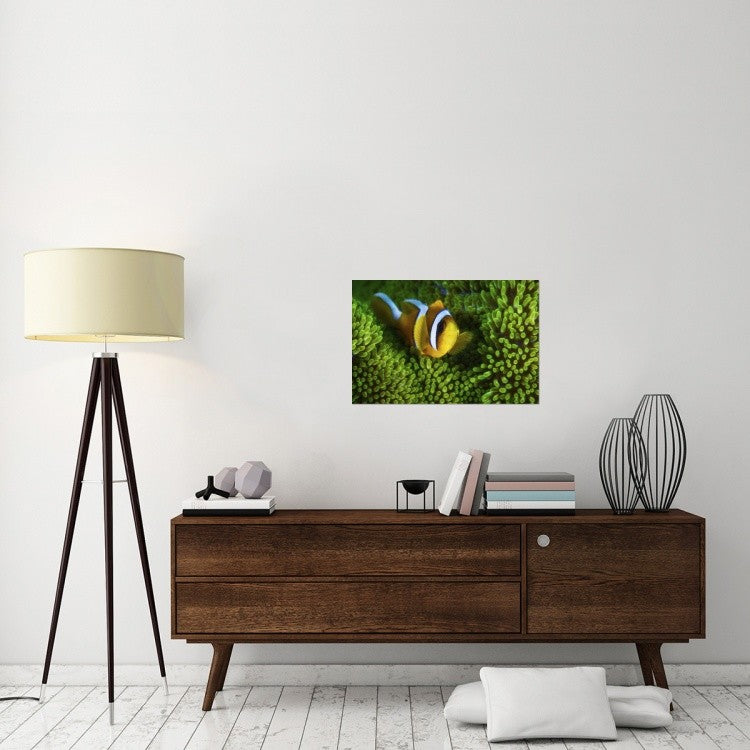 "Yellow Clownfish On Green Anemon" Canvas Giclee by Barathieu Gabriel, 30"x20"