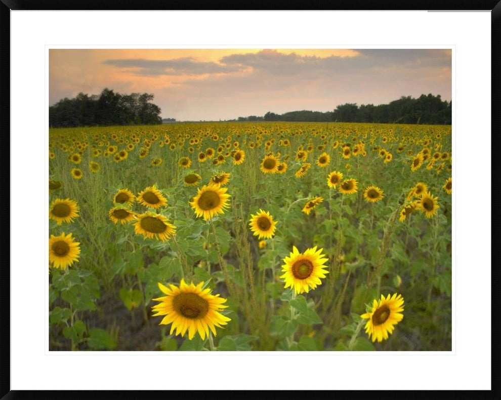 Field Of Sunflowers, Flint Hills National Wildlife Refuge, Kansas, 38"x30"