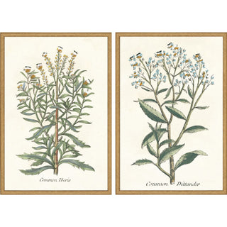 Botanical Plants I S/2