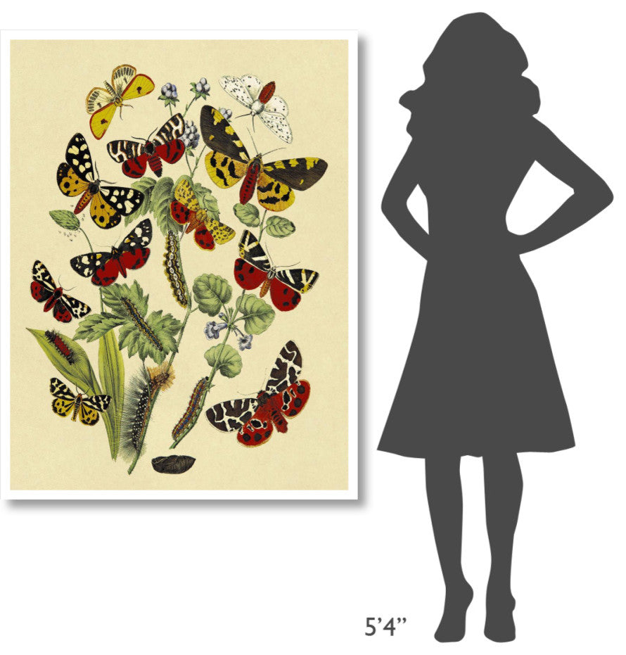 "Moths: N. Plantaginis, A. Purpurea, et al." Paper Print by W. F. Kirby, 38"x50"