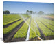 Beautiful View of Crops Watering, Large landscape Canvas Art Print, 60x40