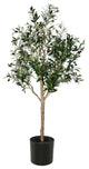 5' Green Potted Olive Tree