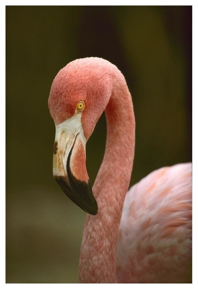 "Greater Flamingo, Caribbean" Digital Paper Print by Tim Fitzharris, 42"x62"