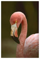 "Greater Flamingo, Caribbean" Digital Paper Print by Tim Fitzharris, 42"x62"