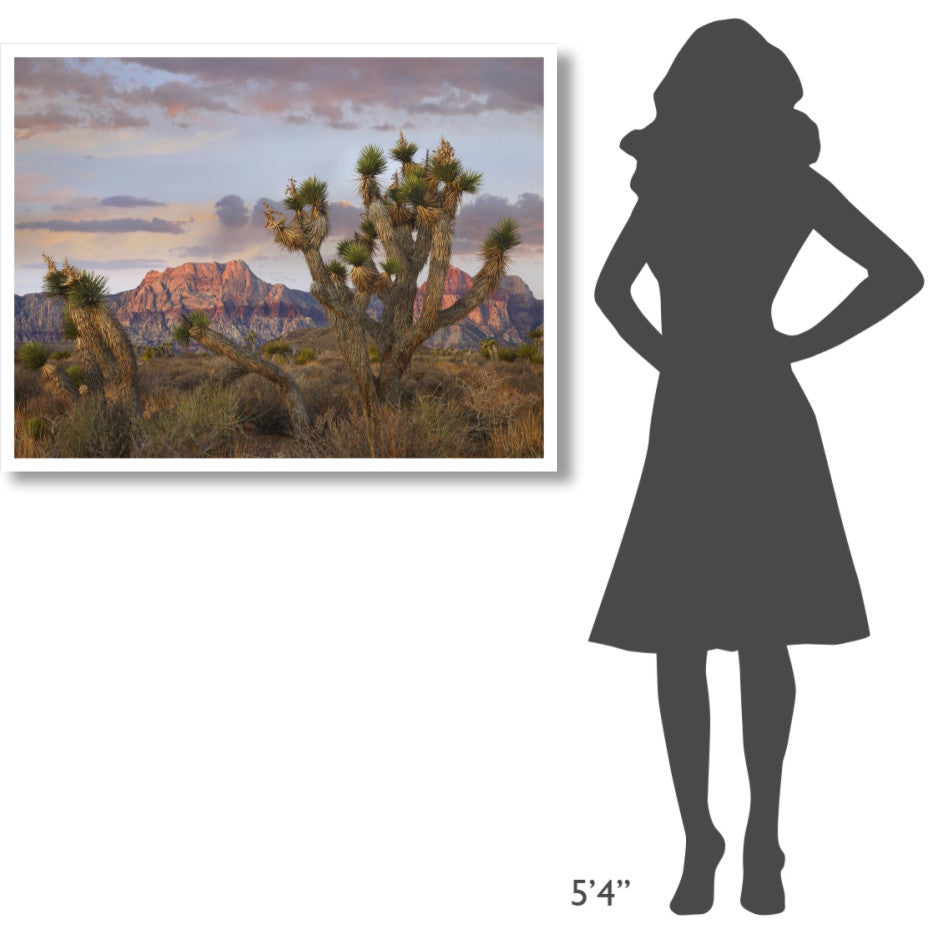 "Joshua Tree, Spring Mountains, Red Rock Canyon Conservation" Paper Art, 42"x32"