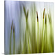 "Moss" Wrapped Canvas Art Print, 24"x24"x1.5"