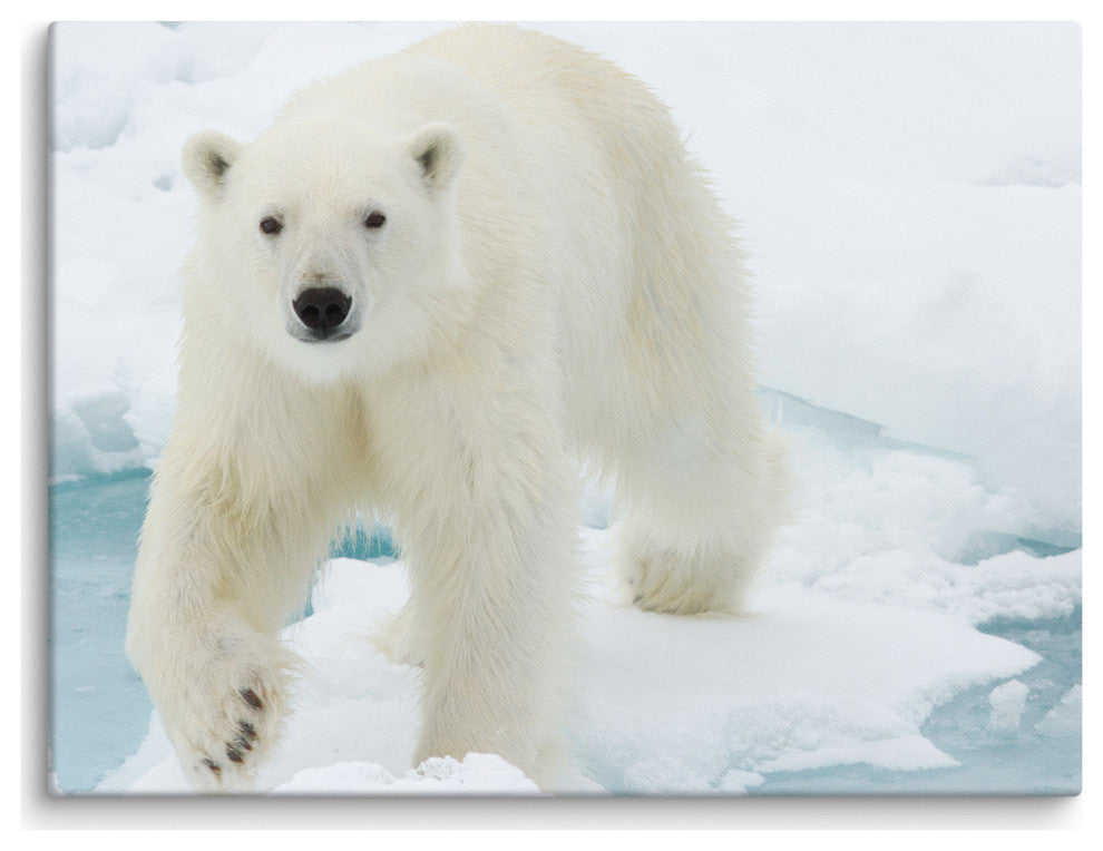 Giant White Polar Bear Walking On Icy Lake Wildlife Photo Canvas Wall Art Print, 18" X 24"