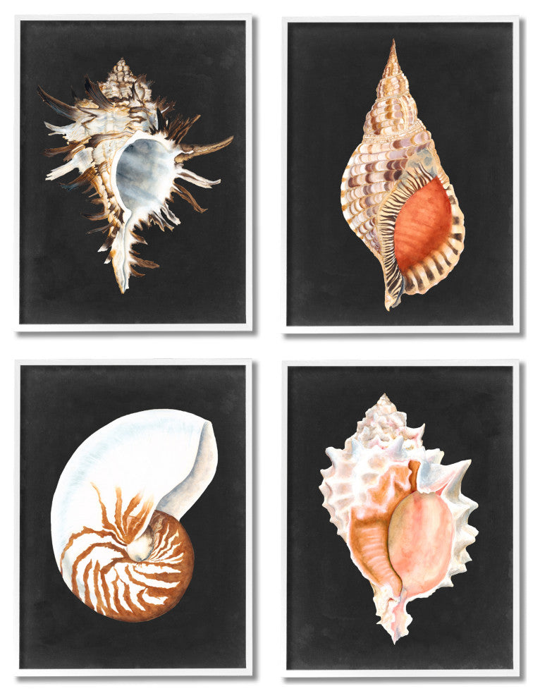 Sea Shell Clam Conch Collection Realistic Illustration , 4pc, each 16 x 20